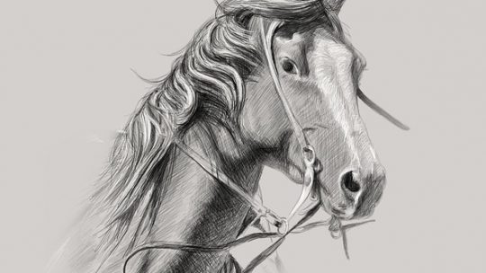 Les chevaux : races, historique et qualités